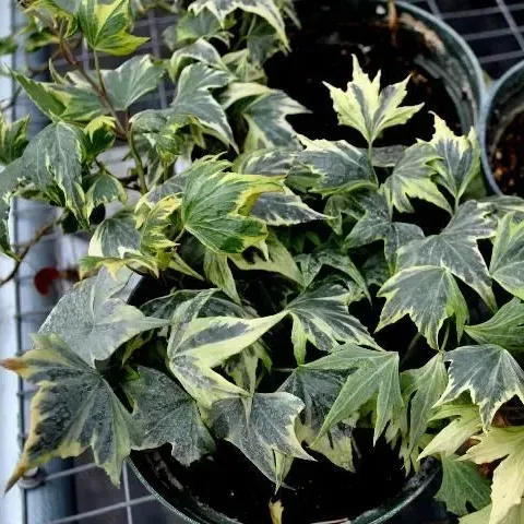 thumbnail for publication: English Ivy (Hedera helix): Identification and Control of Diseases in Commercial Greenhouse Production and in Landscapes